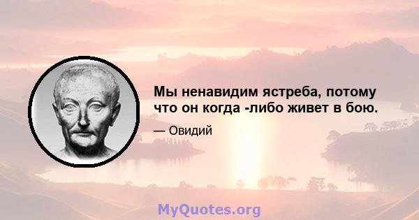 Мы ненавидим ястреба, потому что он когда -либо живет в бою.