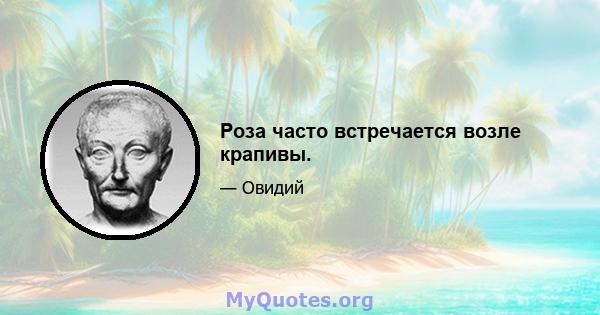 Роза часто встречается возле крапивы.