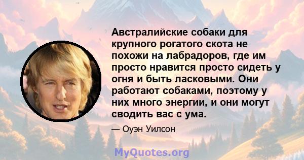 Австралийские собаки для крупного рогатого скота не похожи на лабрадоров, где им просто нравится просто сидеть у огня и быть ласковыми. Они работают собаками, поэтому у них много энергии, и они могут сводить вас с ума.