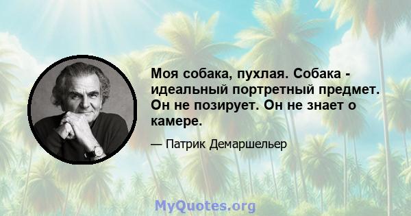 Моя собака, пухлая. Собака - идеальный портретный предмет. Он не позирует. Он не знает о камере.