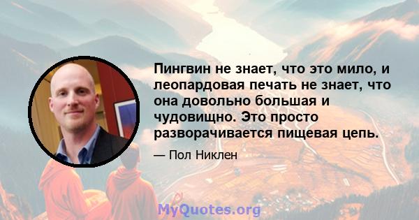 Пингвин не знает, что это мило, и леопардовая печать не знает, что она довольно большая и чудовищно. Это просто разворачивается пищевая цепь.