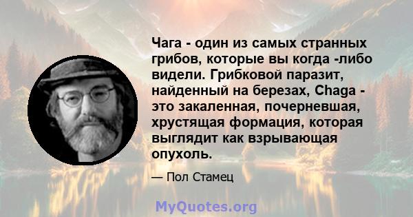 Чага - один из самых странных грибов, которые вы когда -либо видели. Грибковой паразит, найденный на березах, Chaga - это закаленная, почерневшая, хрустящая формация, которая выглядит как взрывающая опухоль.