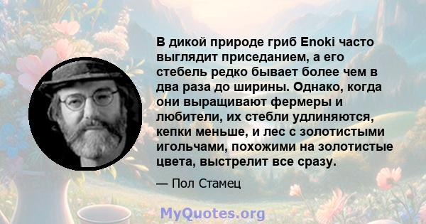 В дикой природе гриб Enoki часто выглядит приседанием, а его стебель редко бывает более чем в два раза до ширины. Однако, когда они выращивают фермеры и любители, их стебли удлиняются, кепки меньше, и лес с золотистыми