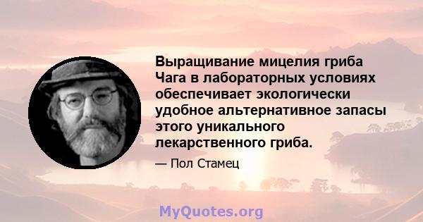 Выращивание мицелия гриба Чага в лабораторных условиях обеспечивает экологически удобное альтернативное запасы этого уникального лекарственного гриба.