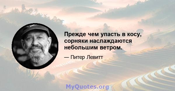 Прежде чем упасть в косу, сорняки наслаждаются небольшим ветром.