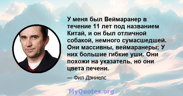 У меня был Веймаранер в течение 11 лет под названием Китай, и он был отличной собакой, немного сумасшедшей. Они массивны, веймаранеры; У них большие гибкие уши. Они похожи на указатель, но они цвета печени.