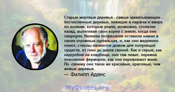 Старые мертвые деревья - самые захватывающие - бесчисленные деревья, лежащие в оврагах и вверх по холмам, которые упали, возможно, столетие назад, вытягивая свои корни с земли, когда они свернули. Великие потрясения