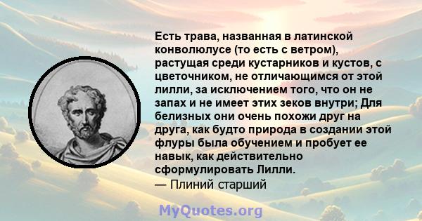 Есть трава, названная в латинской конволюлусе (то есть с ветром), растущая среди кустарников и кустов, с цветочником, не отличающимся от этой лилли, за исключением того, что он не запах и не имеет этих зеков внутри; Для 