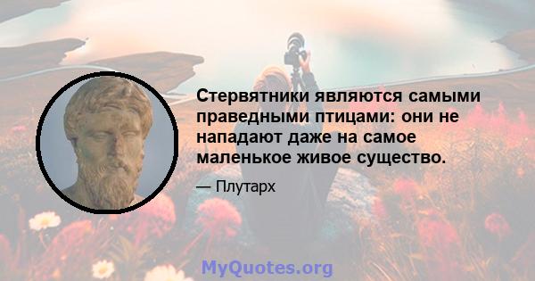 Стервятники являются самыми праведными птицами: они не нападают даже на самое маленькое живое существо.