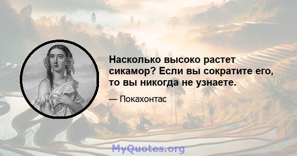 Насколько высоко растет сикамор? Если вы сократите его, то вы никогда не узнаете.