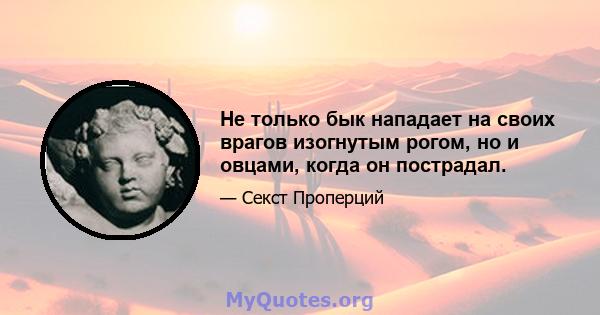 Не только бык нападает на своих врагов изогнутым рогом, но и овцами, когда он пострадал.