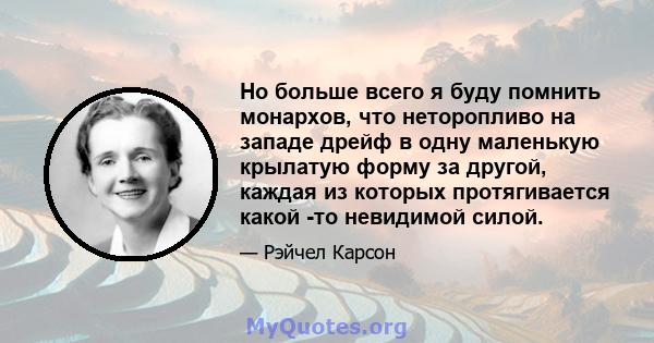 Но больше всего я буду помнить монархов, что неторопливо на западе дрейф в одну маленькую крылатую форму за другой, каждая из которых протягивается какой -то невидимой силой.