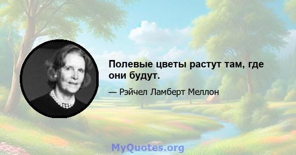 Полевые цветы растут там, где они будут.