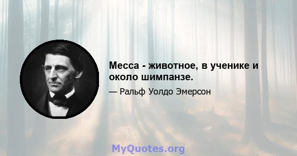 Месса - животное, в ученике и около шимпанзе.