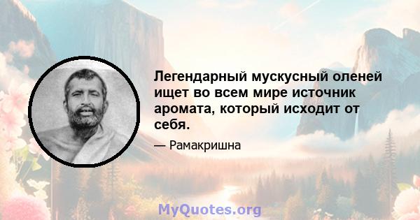 Легендарный мускусный оленей ищет во всем мире источник аромата, который исходит от себя.