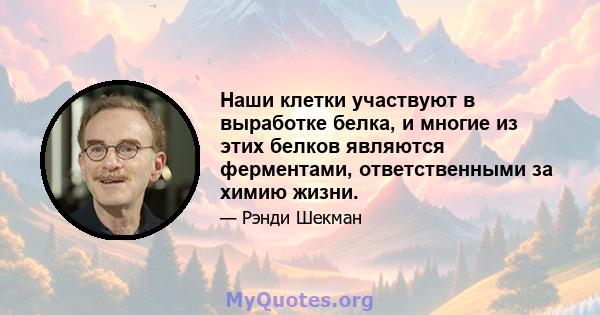 Наши клетки участвуют в выработке белка, и многие из этих белков являются ферментами, ответственными за химию жизни.