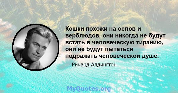 Кошки похожи на ослов и верблюдов, они никогда не будут встать в человеческую тиранию, они не будут пытаться подражать человеческой душе.