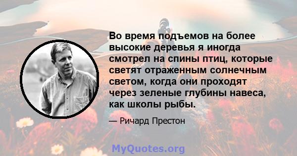 Во время подъемов на более высокие деревья я иногда смотрел на спины птиц, которые светят отраженным солнечным светом, когда они проходят через зеленые глубины навеса, как школы рыбы.