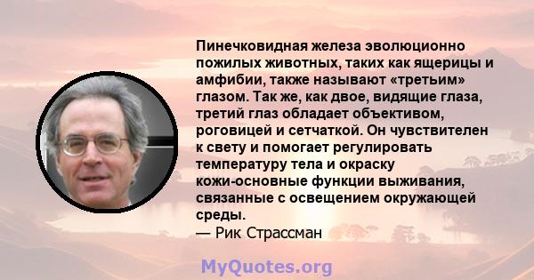 Пинечковидная железа эволюционно пожилых животных, таких как ящерицы и амфибии, также называют «третьим» глазом. Так же, как двое, видящие глаза, третий глаз обладает объективом, роговицей и сетчаткой. Он чувствителен к 