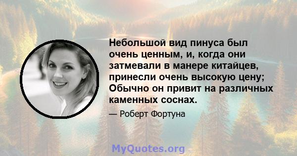 Небольшой вид пинуса был очень ценным, и, когда они затмевали в манере китайцев, принесли очень высокую цену; Обычно он привит на различных каменных соснах.