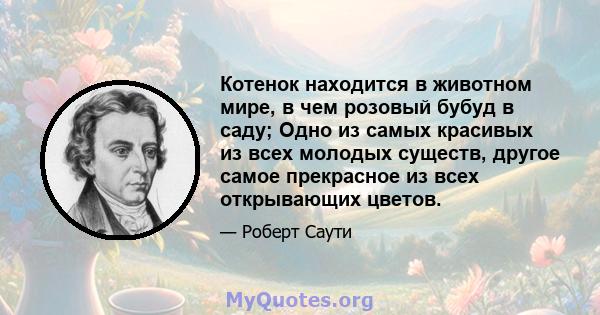 Котенок находится в животном мире, в чем розовый бубуд в саду; Одно из самых красивых из всех молодых существ, другое самое прекрасное из всех открывающих цветов.