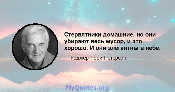 Стервятники домашние, но они убирают весь мусор, и это хорошо. И они элегантны в небе.