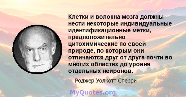 Клетки и волокна мозга должны нести некоторые индивидуальные идентификационные метки, предположительно цитохимические по своей природе, по которым они отличаются друг от друга почти во многих областях до уровня