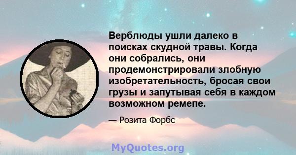 Верблюды ушли далеко в поисках скудной травы. Когда они собрались, они продемонстрировали злобную изобретательность, бросая свои грузы и запутывая себя в каждом возможном ремепе.