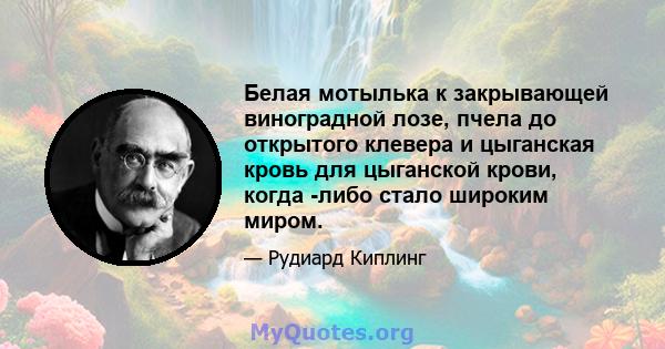 Белая мотылька к закрывающей виноградной лозе, пчела до открытого клевера и цыганская кровь для цыганской крови, когда -либо стало широким миром.