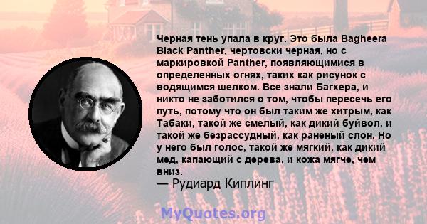 Черная тень упала в круг. Это была Bagheera Black Panther, чертовски черная, но с маркировкой Panther, появляющимися в определенных огнях, таких как рисунок с водящимся шелком. Все знали Багхера, и никто не заботился о