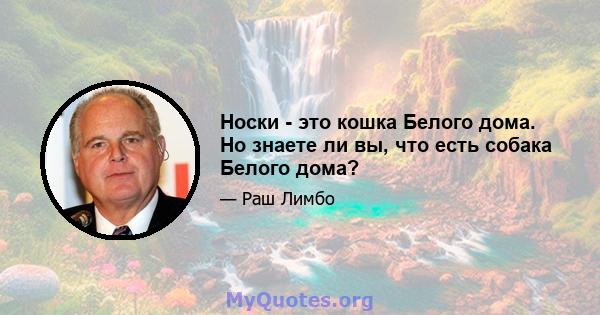 Носки - это кошка Белого дома. Но знаете ли вы, что есть собака Белого дома?