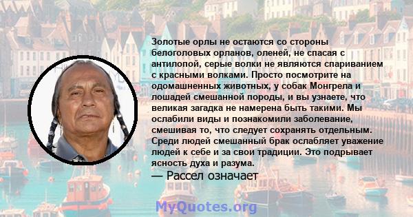 Золотые орлы не остаются со стороны белоголовых орланов, оленей, не спасая с антилопой, серые волки не являются спариванием с красными волками. Просто посмотрите на одомашненных животных, у собак Монгрела и лошадей