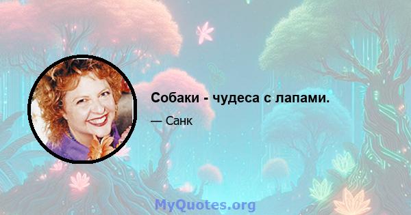 Собаки - чудеса с лапами.