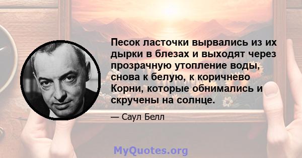 Песок ласточки вырвались из их дырки в блезах и выходят через прозрачную утопление воды, снова к белую, к коричнево Корни, которые обнимались и скручены на солнце.