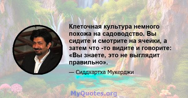 Клеточная культура немного похожа на садоводство. Вы сидите и смотрите на ячейки, а затем что -то видите и говорите: «Вы знаете, это не выглядит правильно».