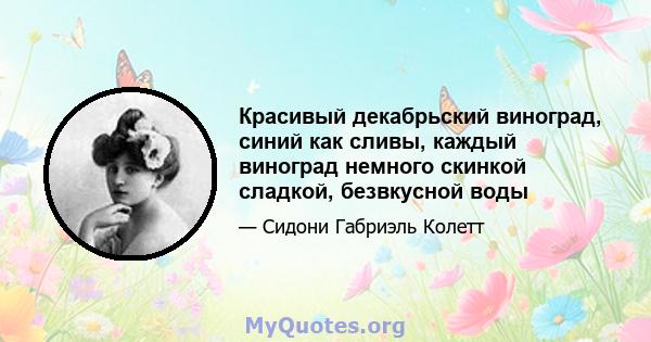 Красивый декабрьский виноград, синий как сливы, каждый виноград немного скинкой сладкой, безвкусной воды