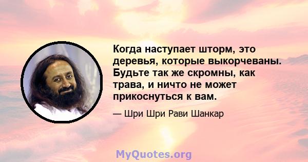 Когда наступает шторм, это деревья, которые выкорчеваны. Будьте так же скромны, как трава, и ничто не может прикоснуться к вам.