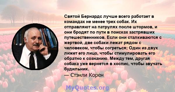 Святой Бернардс лучше всего работает в командах не менее трех собак. Их отправляют на патрулях после штормов, и они бродят по пути в поисках застрявших путешественников. Если они сталкиваются с жертвой, две собаки лежат 