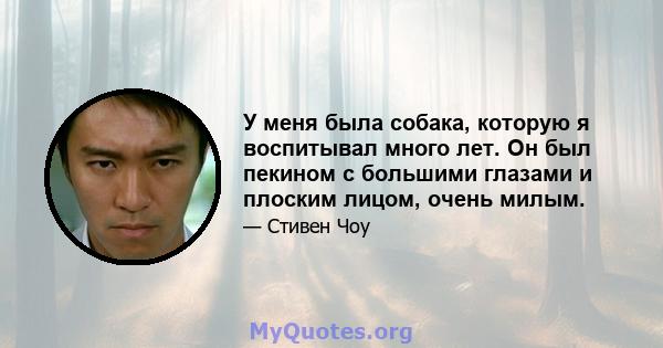 У меня была собака, которую я воспитывал много лет. Он был пекином с большими глазами и плоским лицом, очень милым.