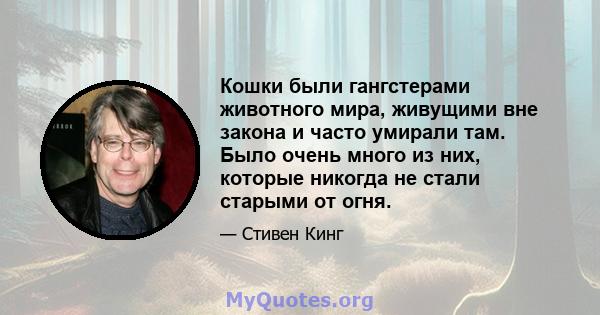 Кошки были гангстерами животного мира, живущими вне закона и часто умирали там. Было очень много из них, которые никогда не стали старыми от огня.