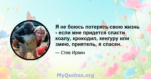 Я не боюсь потерять свою жизнь - если мне придется спасти коалу, крокодил, кенгуру или змею, приятель, я спасен.