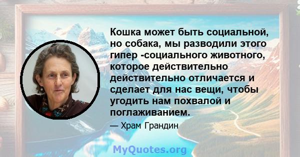 Кошка может быть социальной, но собака, мы разводили этого гипер -социального животного, которое действительно действительно отличается и сделает для нас вещи, чтобы угодить нам похвалой и поглаживанием.