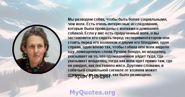 Мы разводем собак, чтобы быть более социальными, чем волк. Есть очень интересные исследования, которые были проведены с волками и домашней собакой. Если у вас есть прирученный волк, и вы заставляете его сидеть перед