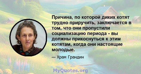 Причина, по которой диких котят трудно приручить, заключается в том, что они пропустили социализацию периода - вы должны прикоснуться к этим котятам, когда они настоящие молодые.