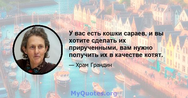 У вас есть кошки сараев, и вы хотите сделать их прирученными, вам нужно получить их в качестве котят.