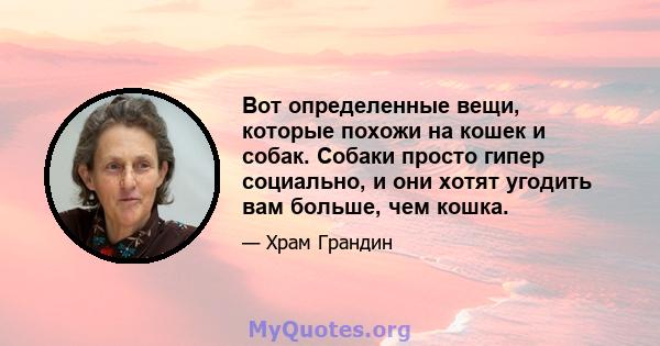 Вот определенные вещи, которые похожи на кошек и собак. Собаки просто гипер социально, и они хотят угодить вам больше, чем кошка.