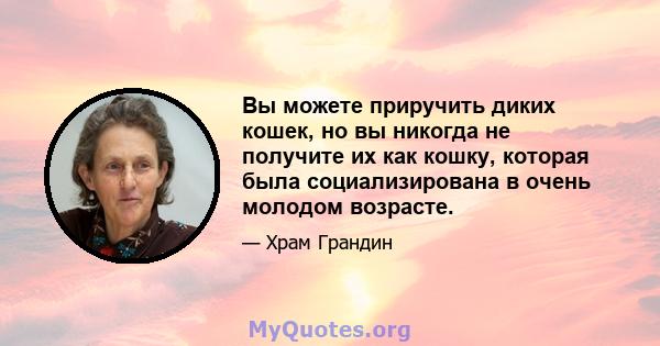 Вы можете приручить диких кошек, но вы никогда не получите их как кошку, которая была социализирована в очень молодом возрасте.