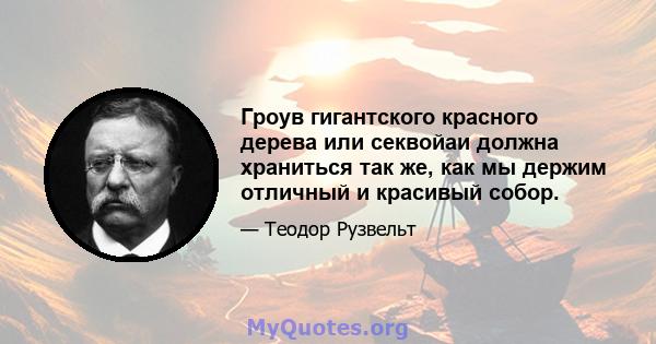 Гроув гигантского красного дерева или секвойаи должна храниться так же, как мы держим отличный и красивый собор.