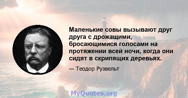 Маленькие совы вызывают друг друга с дрожащими, бросающимися голосами на протяжении всей ночи, когда они сидят в скрипящих деревьях.