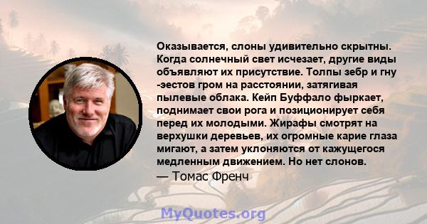 Оказывается, слоны удивительно скрытны. Когда солнечный свет исчезает, другие виды объявляют их присутствие. Толпы зебр и гну -эестов гром на расстоянии, затягивая пылевые облака. Кейп Буффало фыркает, поднимает свои